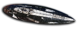 Polished Orthoceras, showing siphuncle and septae.